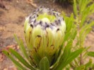 Protea Green Ice Or Limelight